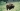 Le bison d’Europe vit en troupeau dans la forêt. Il est très lourd mais peut courir très vite