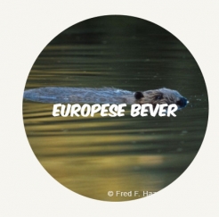 Europese bever ROUND