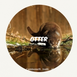 Otter ROUND