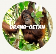 wwf rangerclub orang oetan NL round