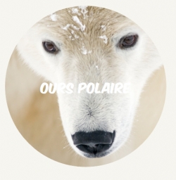 WWF rangerclub ours polaire round