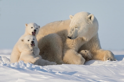 WWF rangerclub ours polaire ijsbeer gallery13