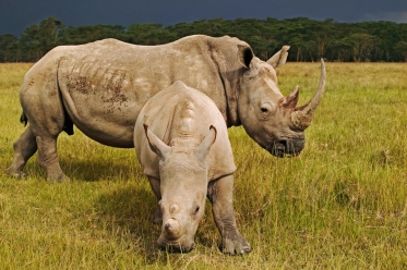 WWF rangerclub rhinoceros blanc witte neushoorn gallery