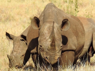 WWF rangerclub rhinoceros noir zwarte neushoorn gallery1