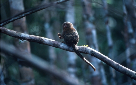 wwf-rangerclub-pygmy-marmoset