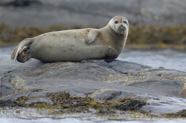 WWF rangerclub zeehond foque