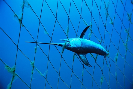 Poisson dans un filet