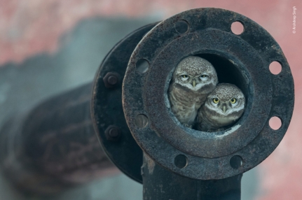 WWF Rangerclub Arshdeep Singh Pipe Owls