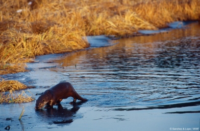 WWF loutre otter gallery3