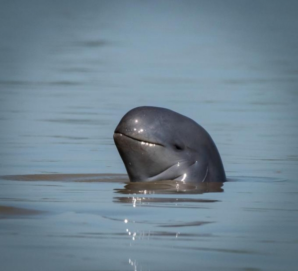 Myanmar Irrawaddy river dolphin c Nick Cox WWF2