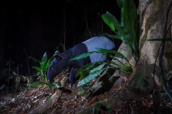 tapir2