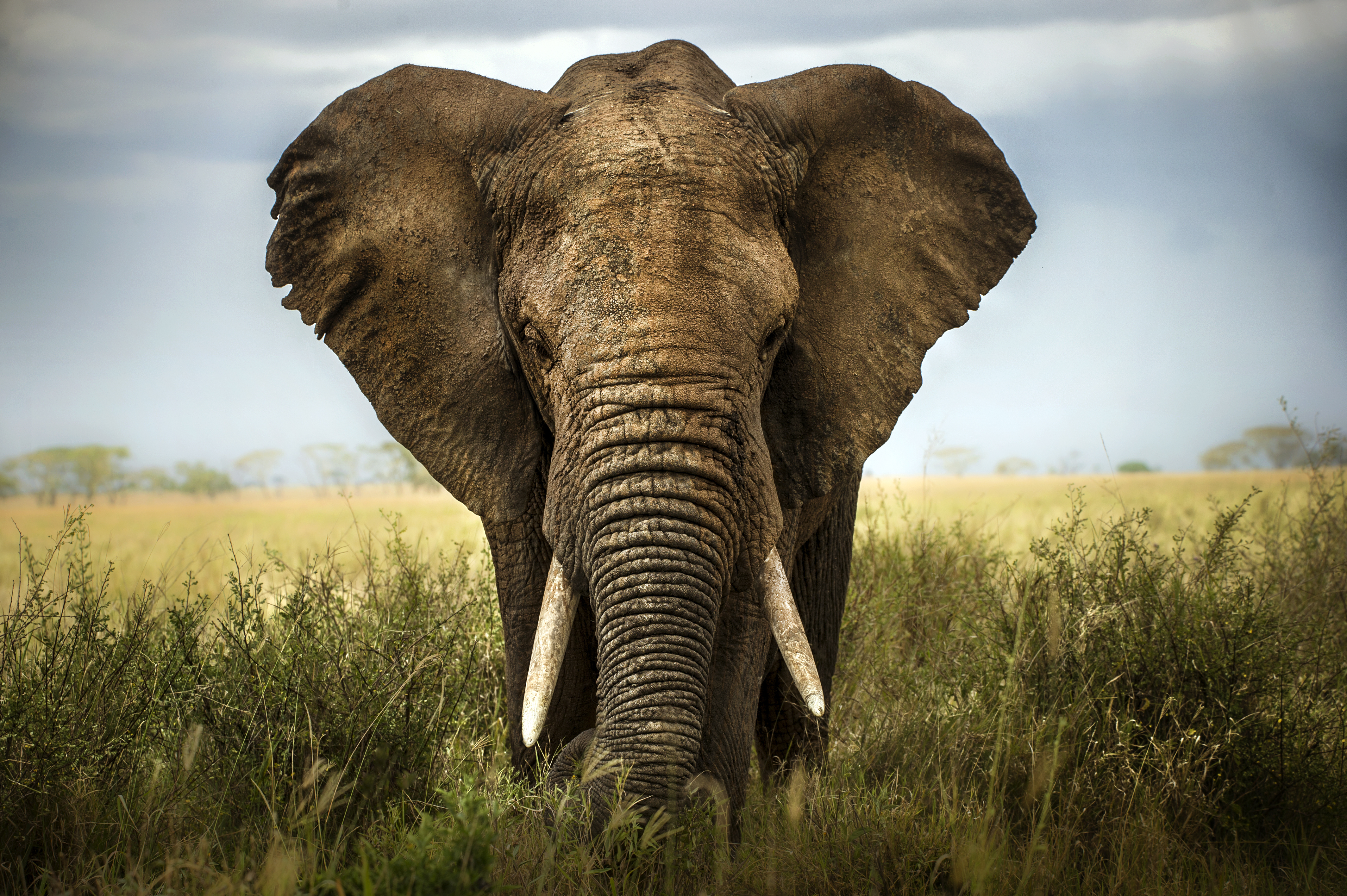 Photo de face d'une éléphant d'Afrique