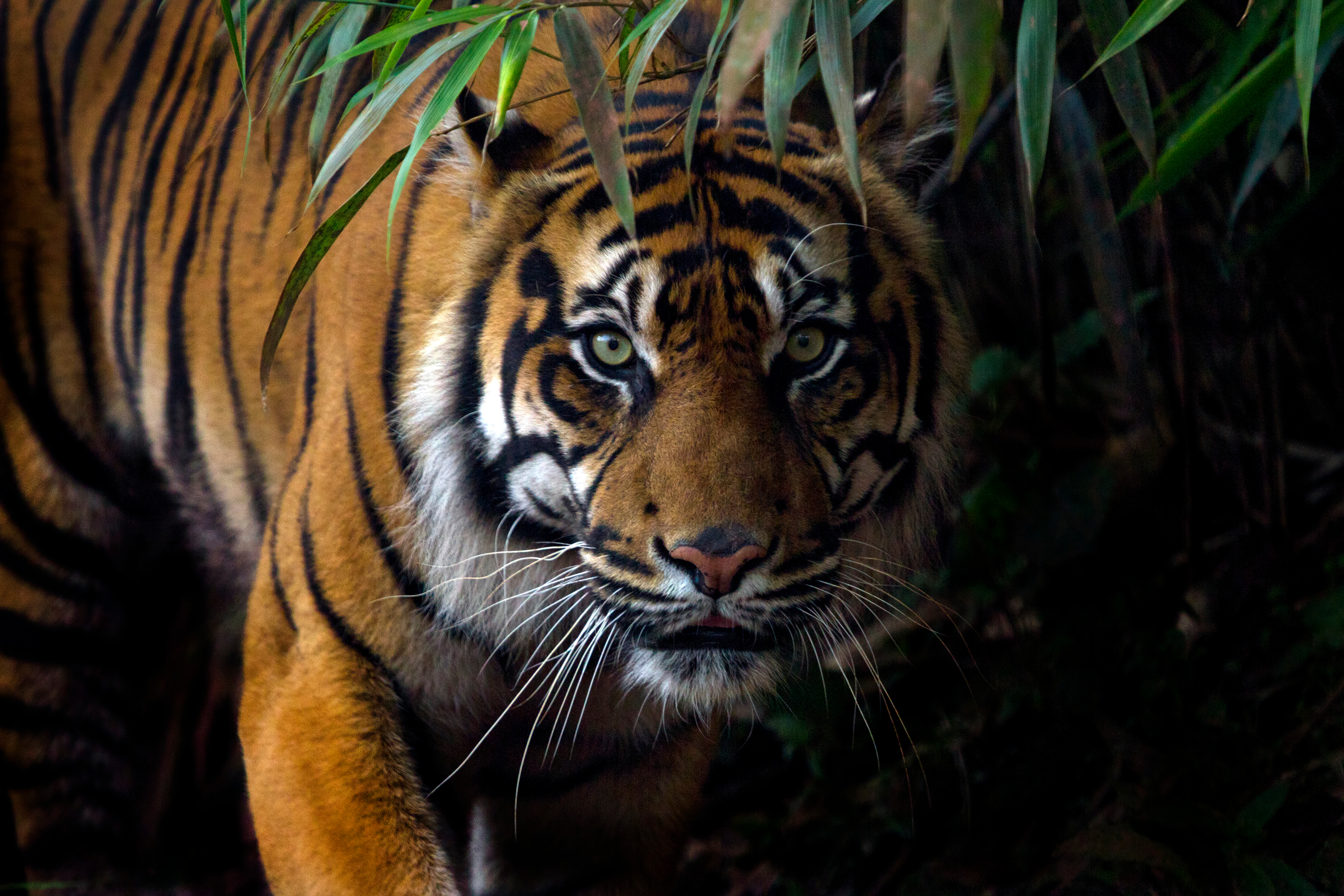 Photo de face d'un tigre de Sumatra