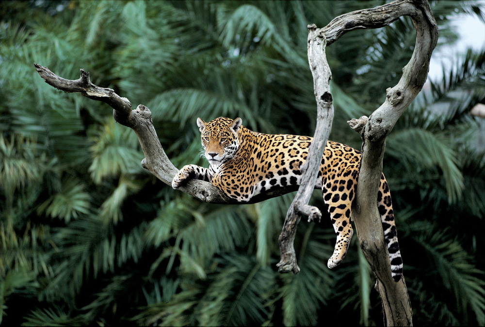 Jaguar couché sur une branche dans un arbre