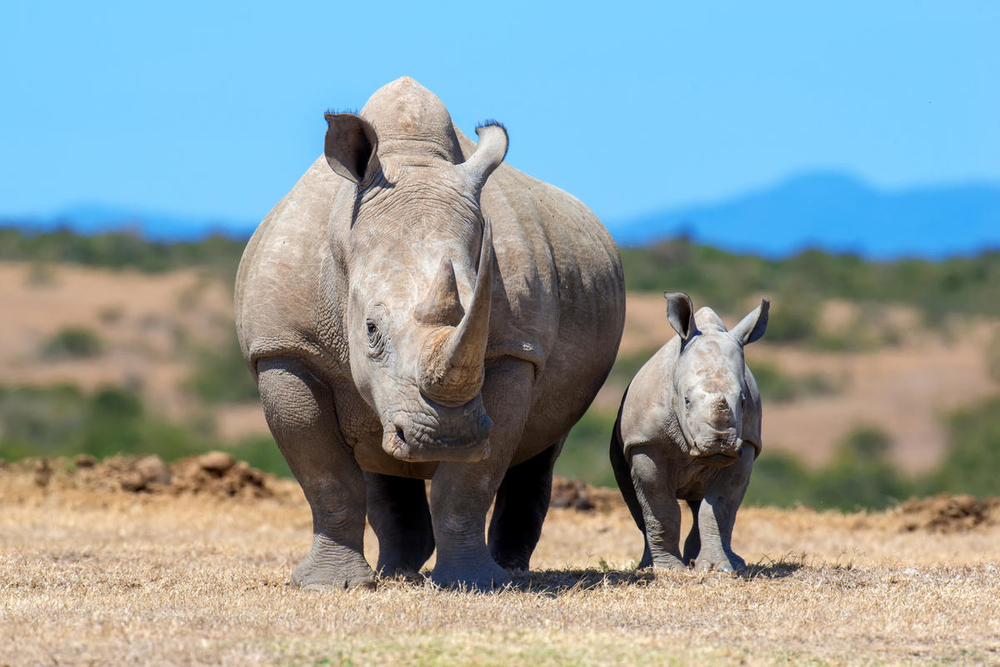 Un bébé rhinocéros blanc aux côtés d'un rhinocéros blanc adulte - vue de face