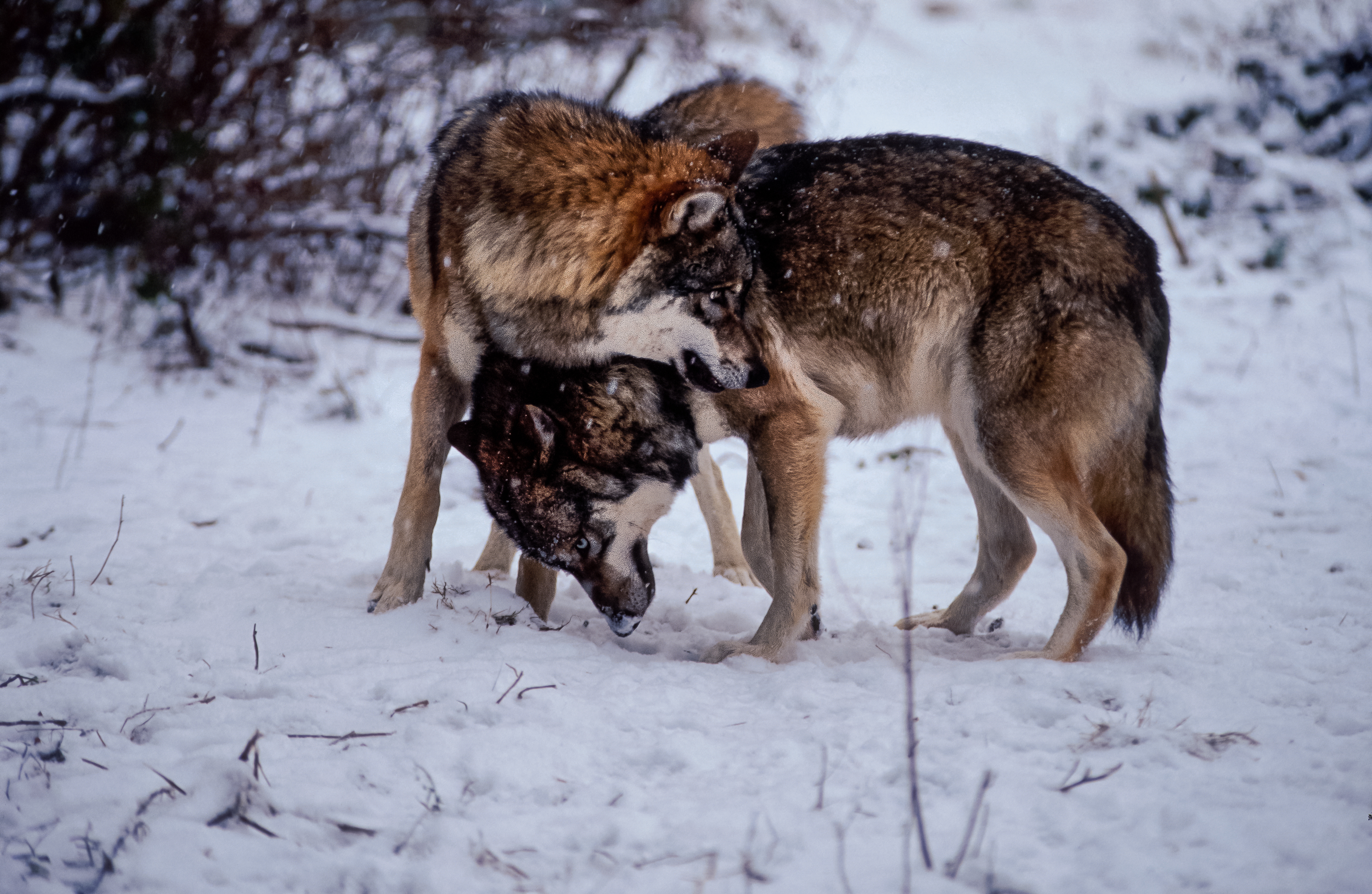 WWF rangerclub loup wolf gallery3