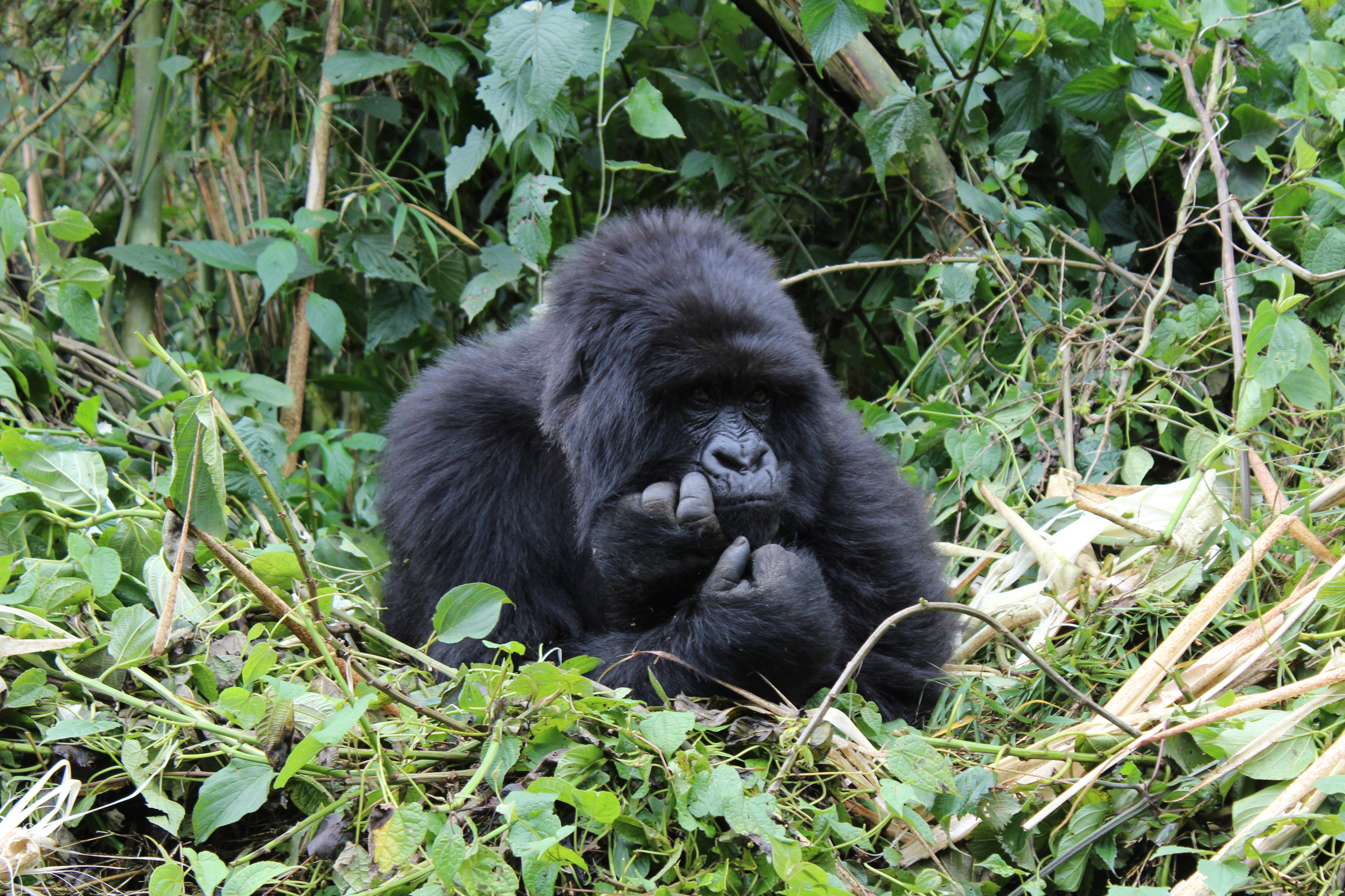 WWF Rangerclub Gorilla Gorille News Virunga 1