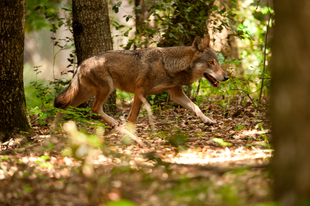 wwf rangerclub wolf loup gallery1