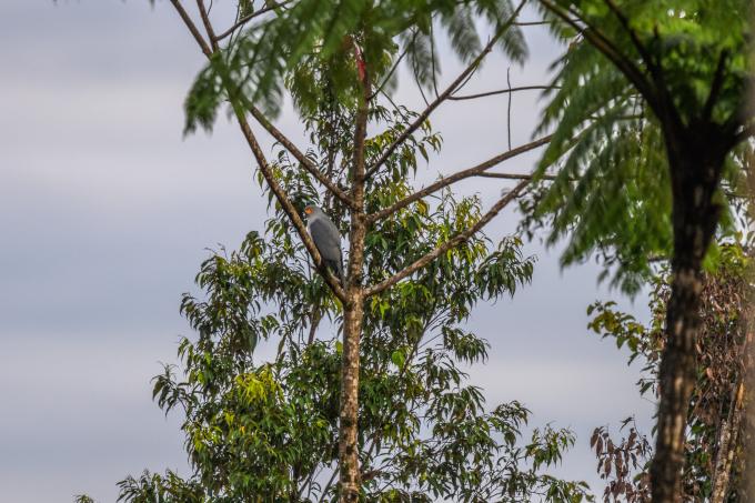 New Britain Goshawk