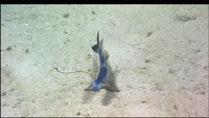 Tripod fish 40006000 North Atlantic Stepping Stones Science Party IFE URI IAO NOAAOAROER