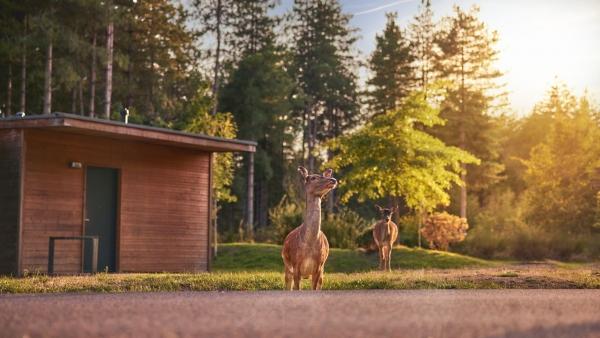 Deux daims se promènent dans un domaine verdoyant