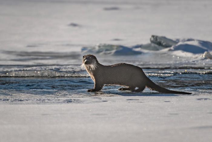 loutre