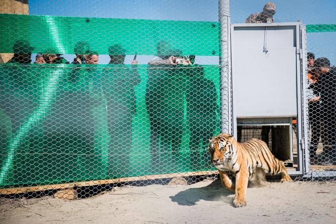 tigre relaché dans la nature