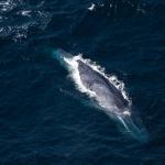 Baleine bleue vue du ciel