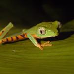 Espèce d'amphibien vivant dans la forêt tropicale