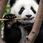 Un panda dans un arbre grignotant une branche