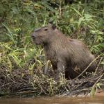 Capybara assis sur des branchages, au bord d'un point d'eau