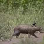 Capybara couvert de boue, marchant avec un oiseau sur le haut de la tête