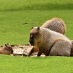 Capybaras couchés dans l'herbe