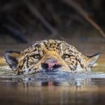 Tête émergée d'un jaguar nageant dans l'eau - vue de face