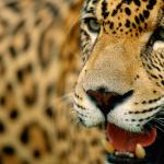 Gros plan sur la tête d'un jaguar, gueule entre-ouverte