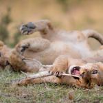 Deux lionceaux jouant, couchés dans l'herbe