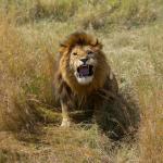 Dans les hautes herbes, lion rugissant - vue de face