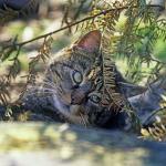 Chat forestier couché sous une branche d'arbuste