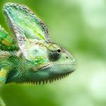 Caméléon de profil