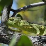 Caméléon vert sur une branche - vue de profil