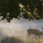 Cerf dans la nature