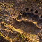 Empreinte d'un ours brun laissée dans la terre