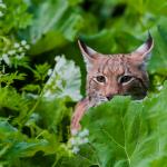 La tête d'un lynx dépassant des feuillages - vue de face