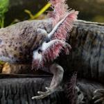 Axolotl - vue de profil