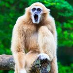 Un gibbon, à la fourrure claire, assis sur une branche et ouvrant la bouche