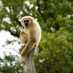 Un gibbon, à la fourrure claire, assis sur un tronc d'arbre mort