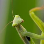 Gros plan sur la tête triangulaire d'une mante