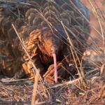 Pangolin sortant la langue - vue de face