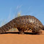 Pangolin marchant dans le sable - vue de profil