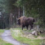 Bison d'Europe dans la forêt - vue de profil